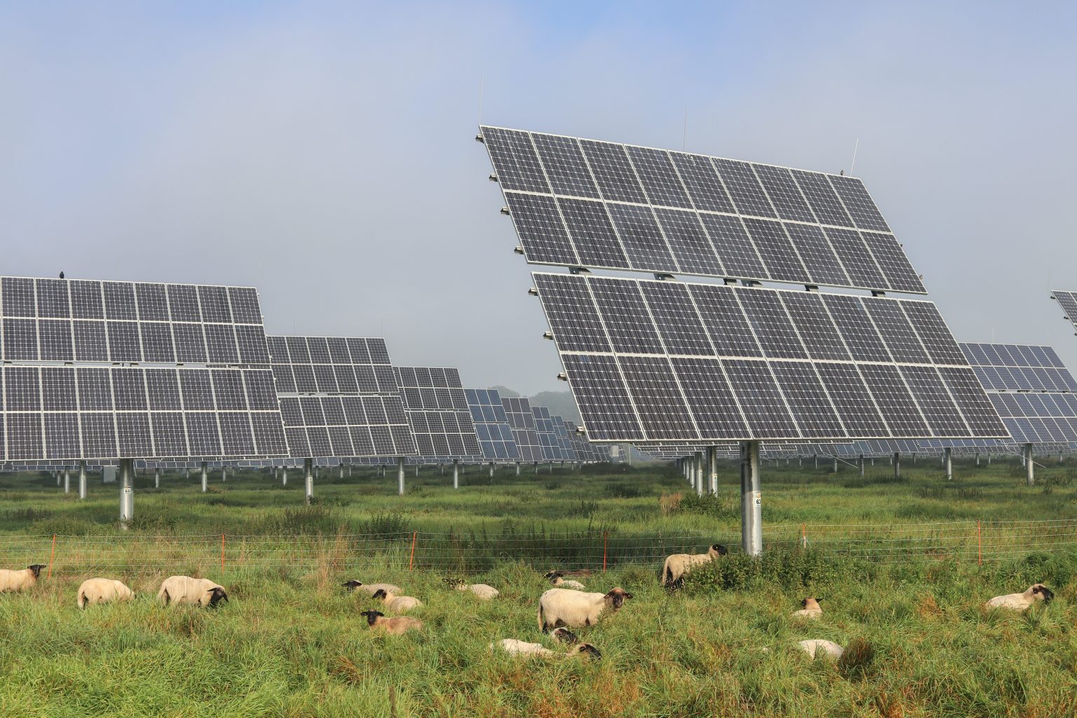Solarleistung mit Solarparks steigern - Freiflächenanlage mit Schafen
